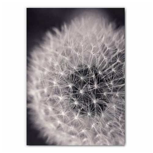 Dandelion Black and White Print