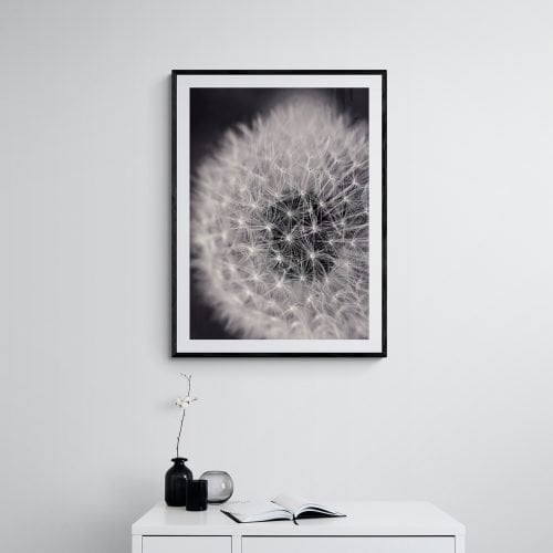 Dandelion Black and White Print in Black Frame with Mount