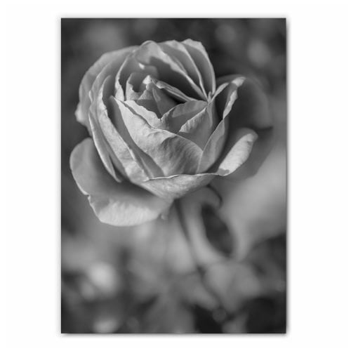 Rose Flower Photography Print
