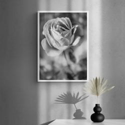 Rose Flower Photography Print in White Frame