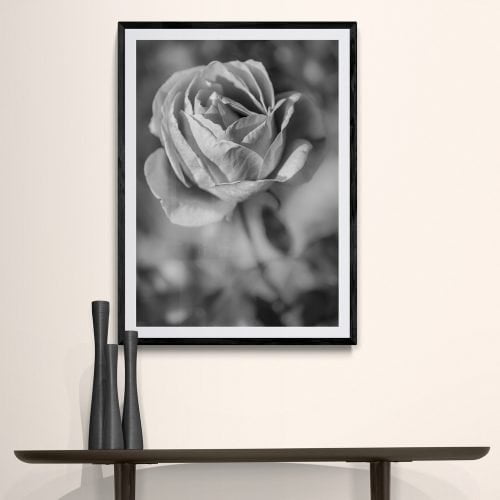 Rose Flower Photography Print in Black Frame with Mount