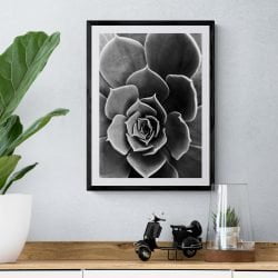 Succulent Flower Photography Print in Black Frame with Mount
