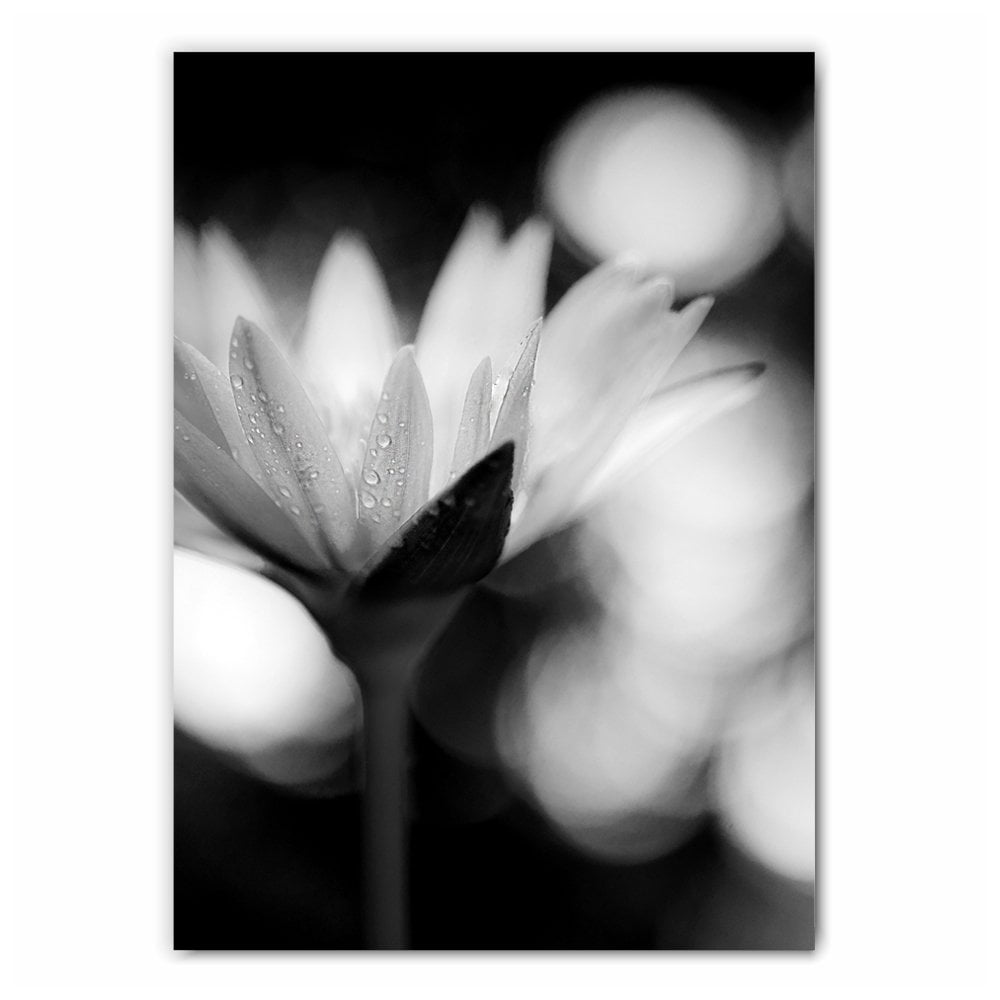 Daisy Flower Photography Print
