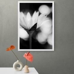 Daisy Flower Photography Print in white frame