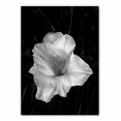 Orchid Flower Photography Print