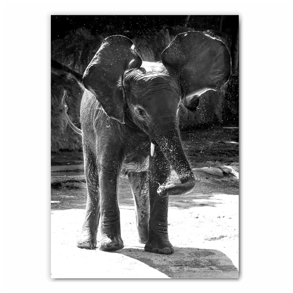 Baby Elephant Photography Print