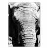 Elephant Photography Print