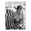 Zebra Photography Print