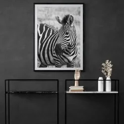 Zebra Photography Print in black frame with mount