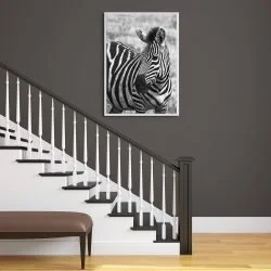 Zebra Photography Print in white frame