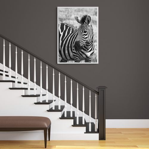Zebra Photography Print in white frame