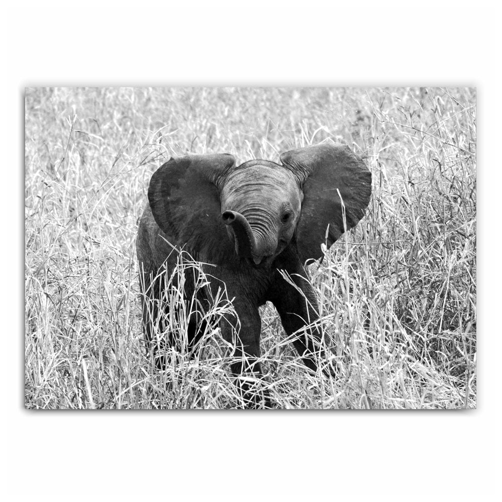 Walking Baby Elephant Photography Print