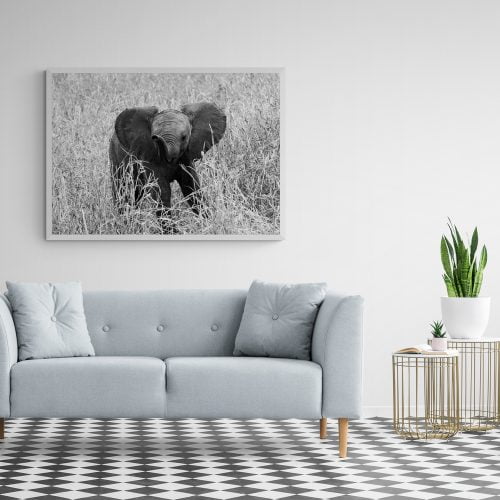 Walking Baby Elephant Photography Print in white frame