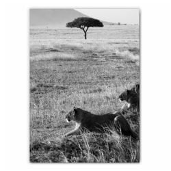 Lioness Photography Print