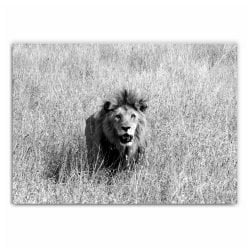 Black and White Lion Photography Print