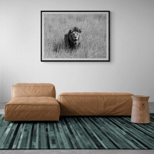 Lion Photography Print in black frame with mount