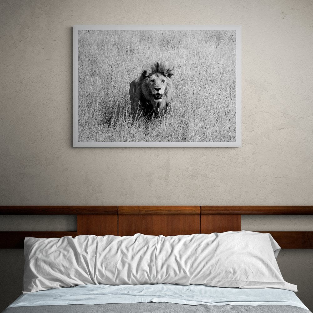 Lion Photography Print in white frame