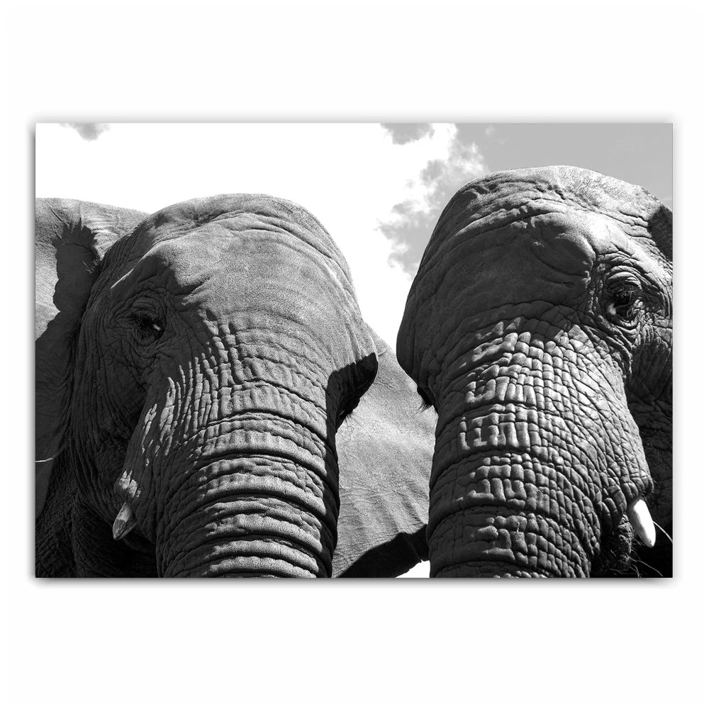 Elephant Heads Photography Print