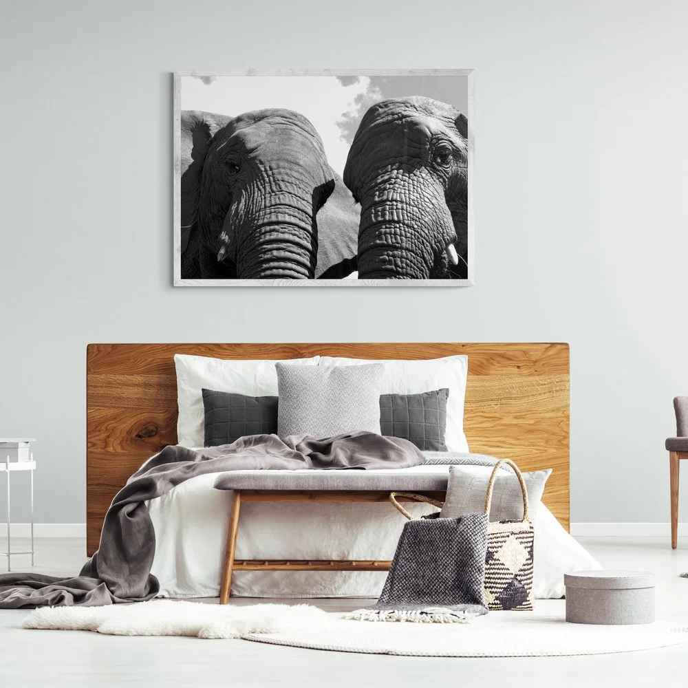 Elephant Heads Photography Print in white frame