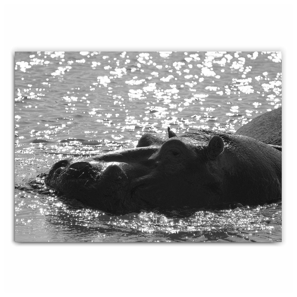 Hippo Photography Print