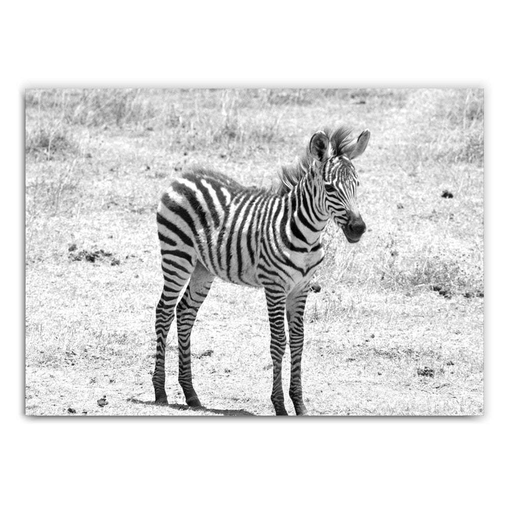 Baby Zebra Photography Print