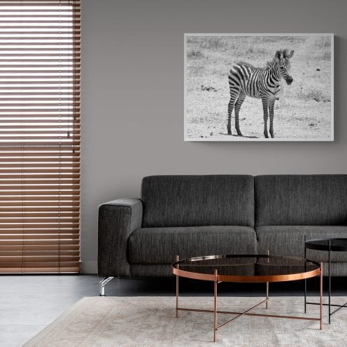 Baby Zebra Photography Print in white frame