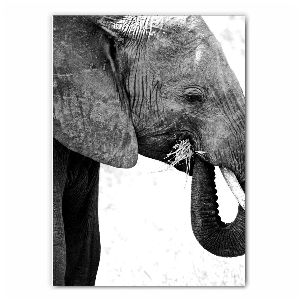 Elephant Eating Photography Print