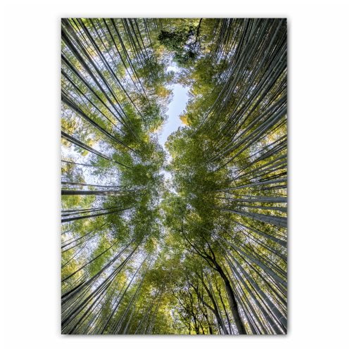 Bamboo Tree Canopy Print