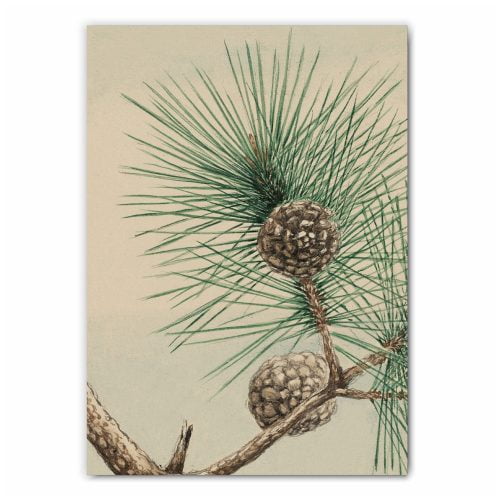 Vintage Pine Cone Print