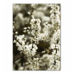 White Blossom Photography Print