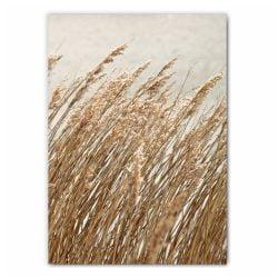 Wheat Field Photography Print
